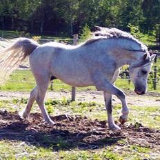 Welsh Mountain (sec A) Tanggårds Shadow 