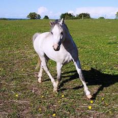 Welsh Mountain (sec A) Tanggårds Shadow 