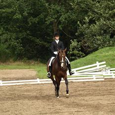 Dansk Varmblod Flying dream - Aflivet 