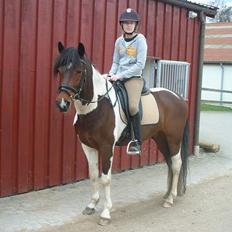 Anden særlig race Frisbee