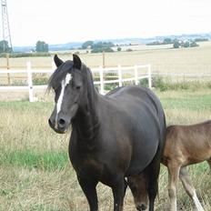 Welsh Mountain (sec A) Dorthealyst Rachel *solgt*