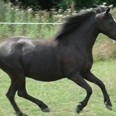 Welsh Mountain (sec A) Dorthealyst Rachel *solgt*