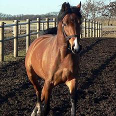 Tysk Sportspony Charlie Brown - SOLGT