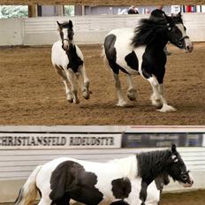 Tinker Ariel (Wild Irish) *solgt