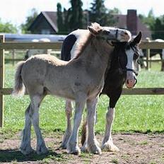 Tinker Ariel (Wild Irish) *solgt