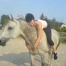 Arabisk fuldblod (OX) Cholito