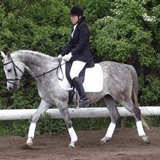 Arabisk fuldblod (OX) Cholito