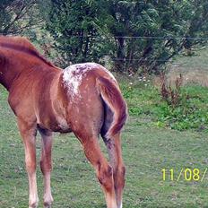 Anden særlig race Angels Wings. Solgt