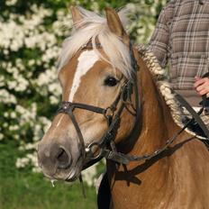 Haflinger Spunk/Aron DØD