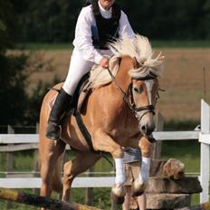 Haflinger Spunk/Aron DØD