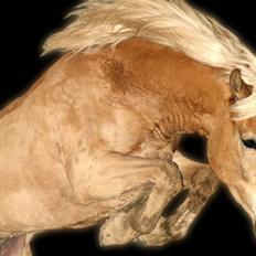 Haflinger Spunk/Aron DØD