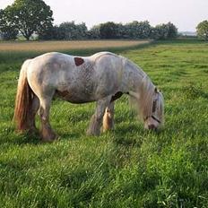 Irish Cob Basse Blue Eye <3 