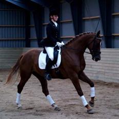 Hannoveraner Davina R.I.P <3