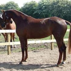 Hannoveraner Davina R.I.P <3