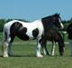Tinker Ariel (Wild Irish) *solgt