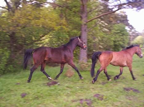 Anden særlig race **Fru Nielsen** (SOLGT) billede 15