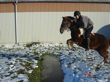 Anden særlig race - Warzakki :')  - 4 | Mig og Zakki springer lige en "vandgrav". :b Han var rigtig sød. <3 Taget d. 2/11 - 2006 billede 4