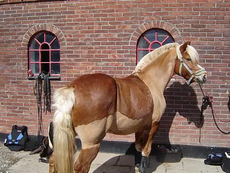 Haflinger Attika (Solgt) - Inden vi tager på tur billede 14