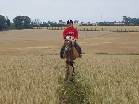 Haflinger Attika (Solgt) - Mig og Attika galoperer i kornet! billede 16