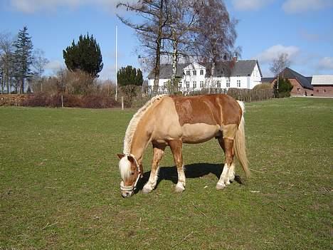 Haflinger Attika (Solgt) - Attika på marken... billede 17