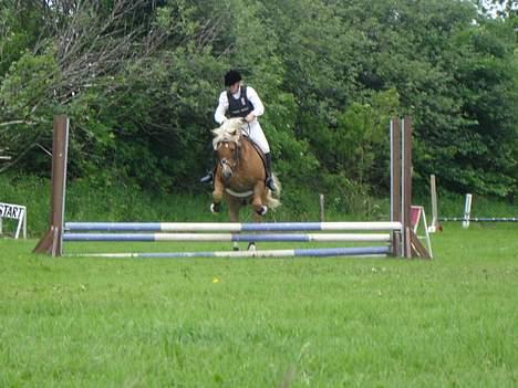 Haflinger Attika (Solgt) - Her springer jeg et lille spring på Attika! billede 18