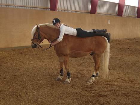 Haflinger Attika (Solgt) - Attika får en kæmpe krammer!! billede 19