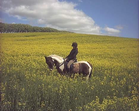 Pinto Araber Tequila *Solgt billede 6