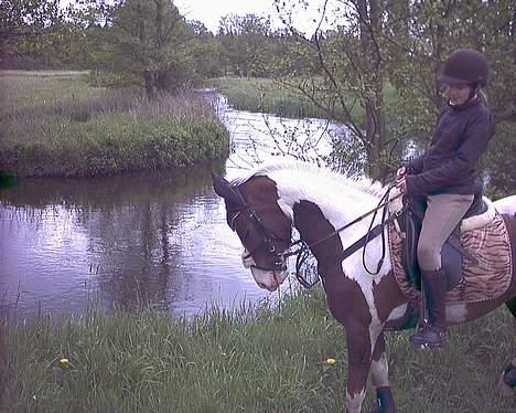 Pinto Araber Tequila *Solgt billede 10