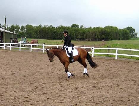 Fuldblod (XX) Another Vale - SOLGT - 20 meter volte i galop (lc2) - Pinsen 2006 billede 17
