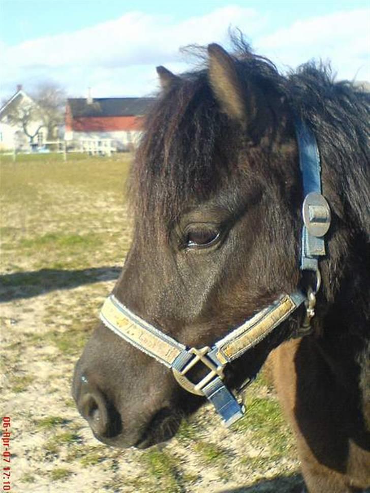 Shetlænder - Nico billede 2