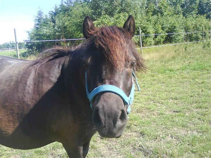 Shetlænder - Nico - Cute<3 billede 3