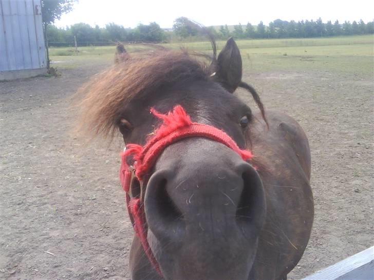 Shetlænder - Nico billede 4