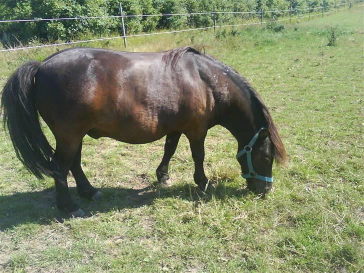 Shetlænder - Nico billede 5