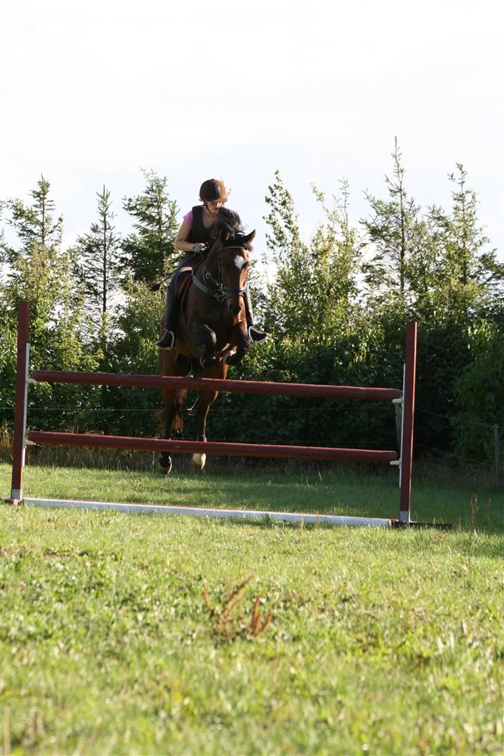 Holstener Komet * Solgt * - Højderekord 125 :) ©Loús Foto billede 12