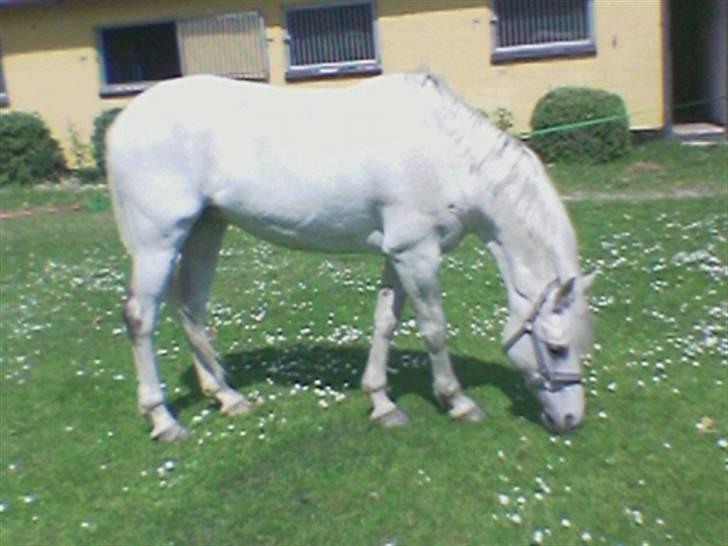 Anden særlig race Tahly Star (død) - smukke Tahly Star..  billede 1