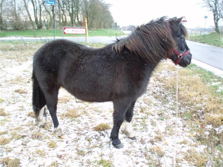 Anden særlig race Skipper  *SOLGT* - Skipper ude på en mark. Hun har vist fået øje på noget<33 billede 3