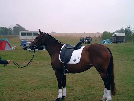 Trakehner Hillary *R.I.P* - her er hun gjort klar inden hun skulle ride på Vilhemsborg. billede 8