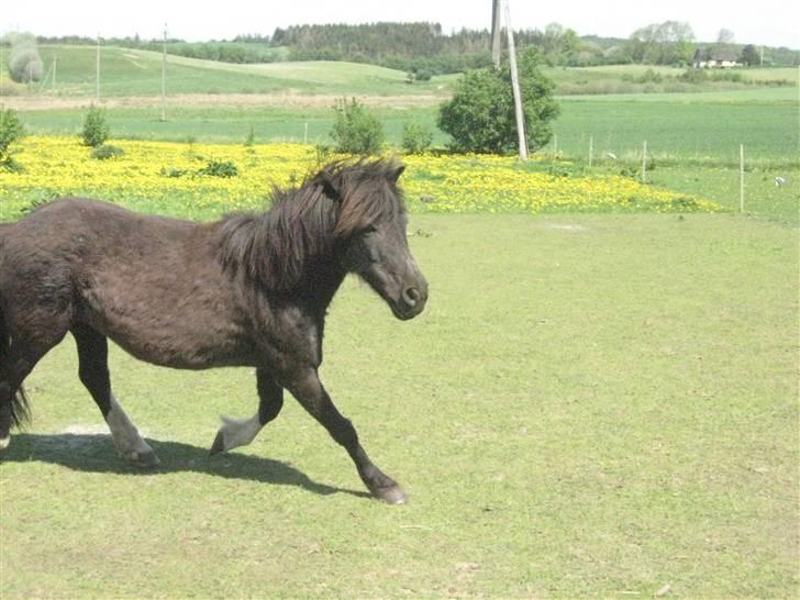 Anden særlig race Skipper  *SOLGT* - Her kommer jeg!! billede 4