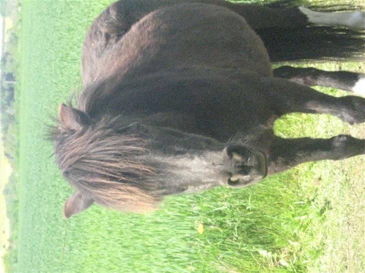 Anden særlig race Skipper  *SOLGT* - Jeg er da bare gude smuk<33 billede 5