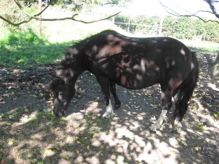 Anden særlig race Skipper  *SOLGT* - Skipper ude ved sin nye ejer<33 billede 8