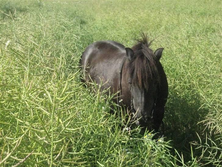 Anden særlig race Skipper  *SOLGT* - Mums..ude i rapsmarken..lille pony..elsker dig<33 billede 9