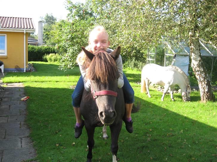 Anden særlig race Skipper  *SOLGT* - Elsker dig så uendelig meget Skipper<33 billede 12