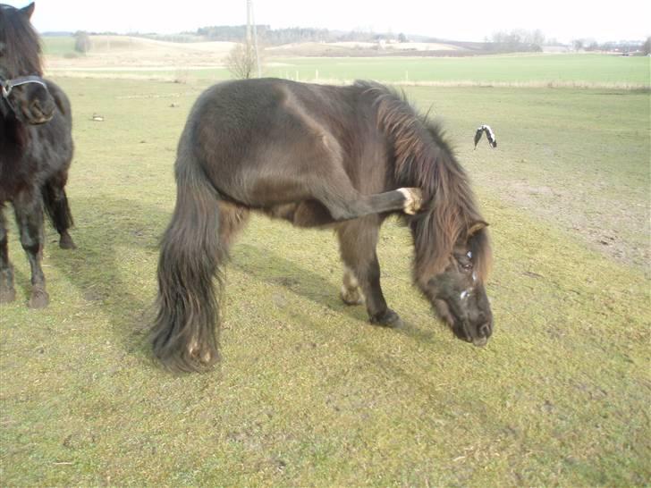 Anden særlig race Skipper  *SOLGT* - Uhhh..det klør..hehe<33 billede 13