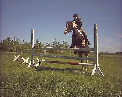 Pinto Araber Tequila *Solgt billede 12