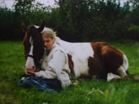 Pinto Araber Tequila *Solgt billede 13