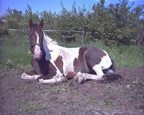 Pinto Araber Tequila *Solgt billede 15