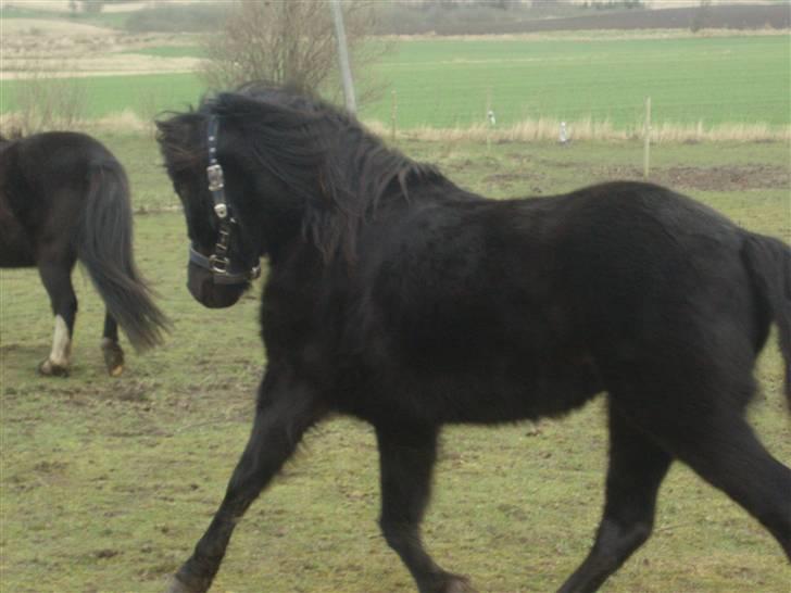 Dartmoor Innis Kinamit *R.I.P.* - Uhhhaa...det vild dyr..hehe..<33 elsker den pony<3 DU VIL ALTID HAVE EN PLADS I MIT HJERTE! billede 2