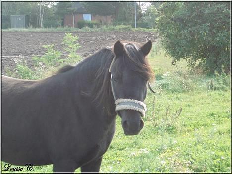 Dartmoor Innis Kinamit *R.I.P.* - Namit smukke hoved<333 DU VIL ALTID HAVE EN PLADS I MIT HJERTE! billede 6