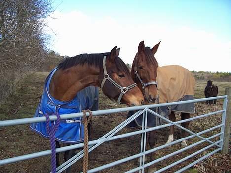 Fuldblod (XX) Horizontas (Død) billede 16