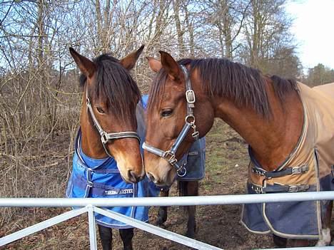 Fuldblod (XX) Horizontas (Død) billede 17